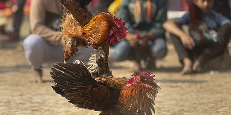 Đá Gà C1 - Sân Chơi Của Những Chiến Kê Huyền Thoại
